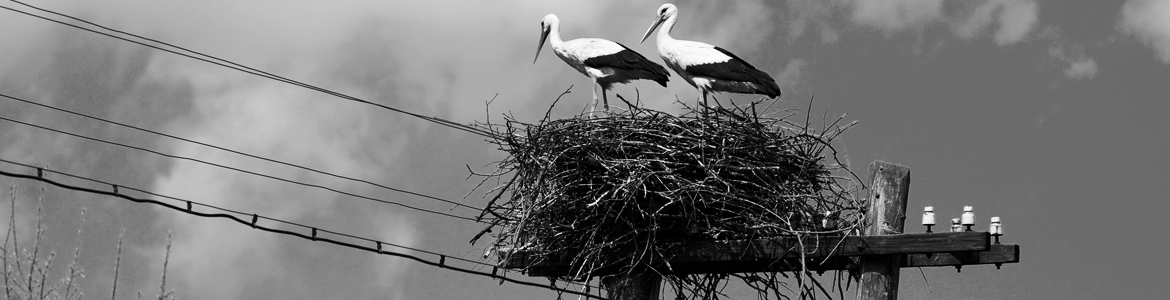 header-Mary-Heather-Noble-birdnest